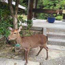 可愛い鹿が沢山います By Tamakoro 宮島のクチコミ フォートラベル