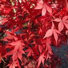 おまけの紅葉