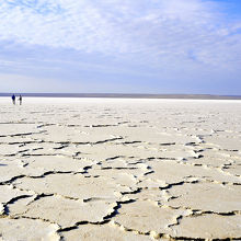 亀甲模様みたいです。
