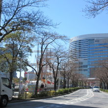 桜はまだでした