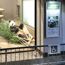 白に黒のこの模様！奇跡の生き物としか言えません！