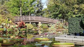 オオオニバスの上に乗ってみたい みずの森 By Yamaotokoy1 草津市立水生植物公園みずの森のクチコミ フォートラベル