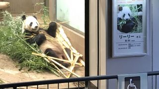 パンダ見学は今だに行列必至