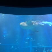 日本有数！ジンベイザメに会える水族館