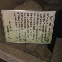 亀がいらっしゃいました