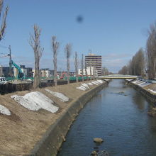 そして剪定された2017年の春の様子はこんな感じ。