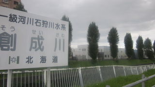 剪定されたポプラのその後の様子