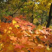10月20日ごろ、紅葉が美しい富良野盆地の原風景