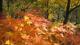10月20日ごろ、紅葉が美しい富良野盆地の原風景