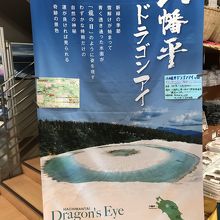 新緑の頃だけ見られるドラゴンアイ