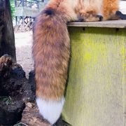 宮城蔵王キツネ村 クチコミ アクセス 営業時間 白石 フォートラベル