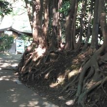 反射炉までの小高い道