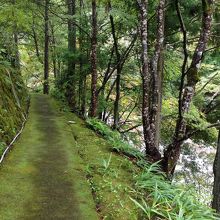 苔むした遊歩道です