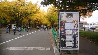 秋はイチョウがきれい