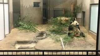 意外と並ばずにパンダを見る事ができました。