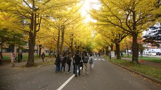 今年は見事な金葉