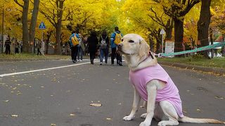 今年は犬と一緒に