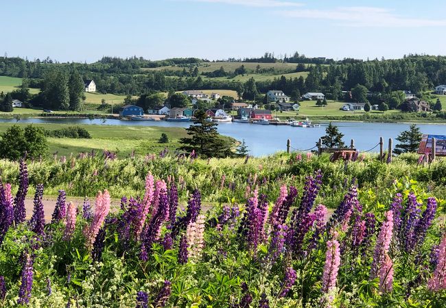 いつ見ても美しい景色ですが、ルピナスの時期はより一層の絶景