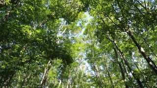 伸びやかで美しいブナの森