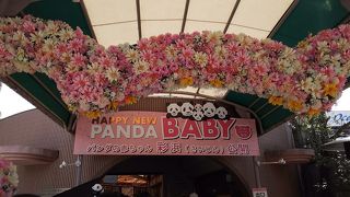 赤ちゃんパンダの彩浜に会いに行く