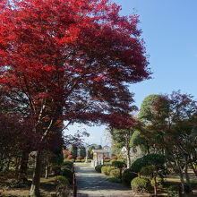 境内の木が真っ赤に紅葉
