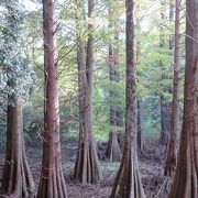 篠栗九大の森　行ってみました