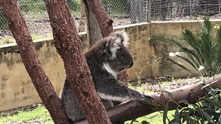 コアラとカンガルーが必ず見られる