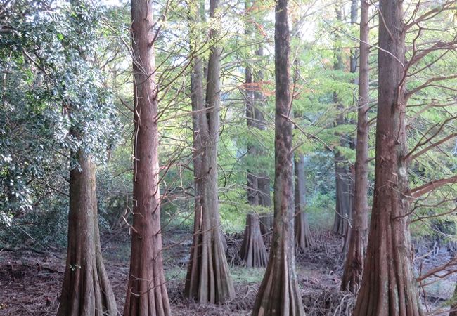 篠栗九大の森　行ってみました