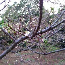 ジュウガツサクラです。