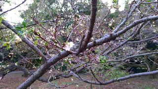 暑くもなく寒くもなく、公園散策にはベスト