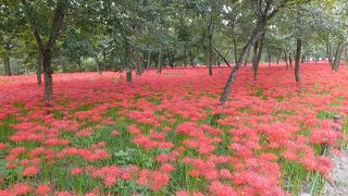 一生分のヒガンバナ見た