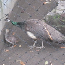 クジャクのお母さんと雛の様子