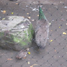 小さな体で一生懸命お母さんについて行きます。