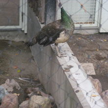 先に高台に飛んだお母さんが、雛を心配そうに眺めています