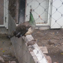 雛も無事ジャンプ。パチパチパチ( ´∀｀ )。