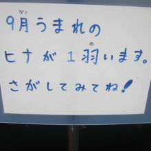 令和元年9月時点でのくじゃく舎のアイドルは間違いなくこの子！