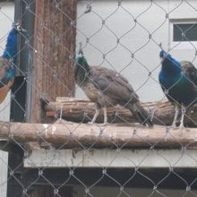 勿論、雄のクジャクも他の雌クジャクもいます。