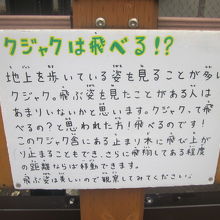 クジャクは飛べます！