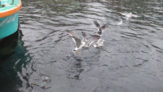 乗船前のクロダイの餌遣りが楽しいです。