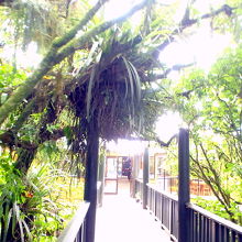 ジャングルのような入口