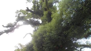 どっしりと大きな木