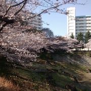 満開時には、石神井川沿いに徒歩散策し、この緑地で一休みするのが良いです