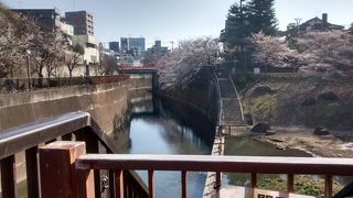 たくさんのソメイヨシノが植えられている