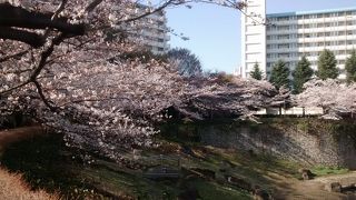 満開時には、石神井川沿いに徒歩散策し、この緑地で一休みするのが良いです