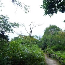 人の手がつかないとこうなる。