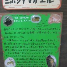 で、ニホンアマガエルさんの解説の傍に…