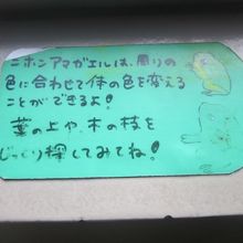 いつまでも当たり前にカエルさんが見られる日本であって欲しい…