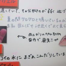 でもスタッフの方のカエルさん愛は随所で感じるんですよね！