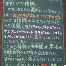 北海道のカエルさんの基本情報は是非知っておいて下さいね！
