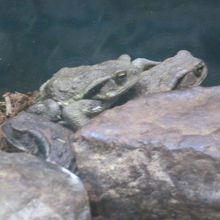 アズマヒキガエルさん達も一生懸命生きているんですが…。